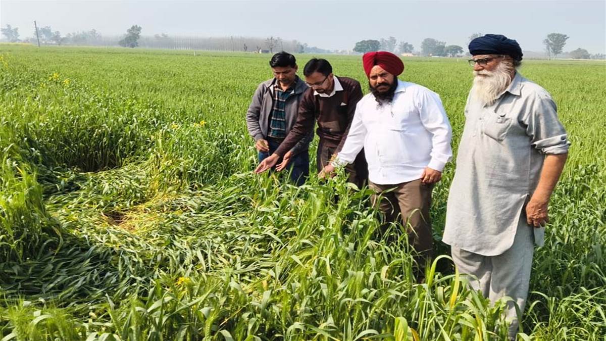 ਹਾੜ੍ਹੀ ਦੀਆਂ ਫ਼ਸਲਾਂ ਸਬੰਧੀ ਕਿਸਾਨ ਸਿਖਲਾਈ ਕੈਂਪ ਲਾਇਆ