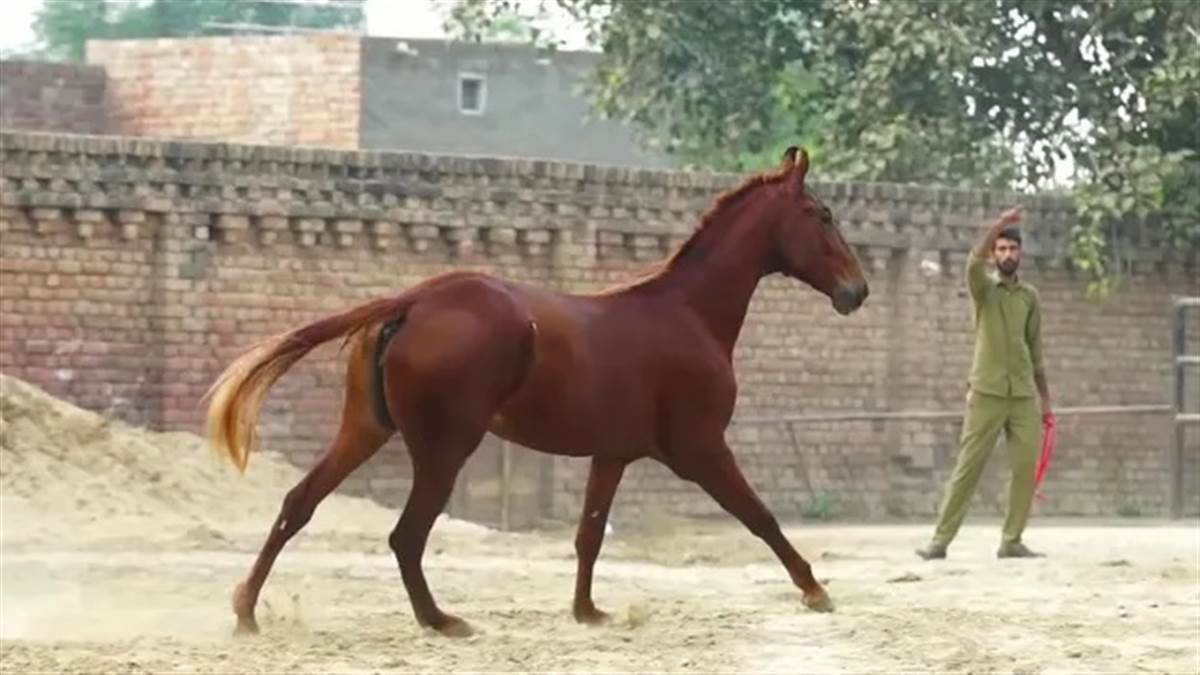 ਪੰਜਾਬ 'ਚ ਘੁੜਸਵਾਰੀ ਦਾ ਨਵਾਂ ਦੌਰ; ਇੱਥੇ ਘੋੜੇ ਬਣ ਰਹੇ ਐਥਲੀਟ, ਜਾਣੋ ਕਿਹੋ ਜਿਹੀ ਹੈ ਆਧੁਨਿਕ ਸਟੱਡ ਫਾਰਮ ਦੀ ਟ੍ਰੇਨਿੰਗ