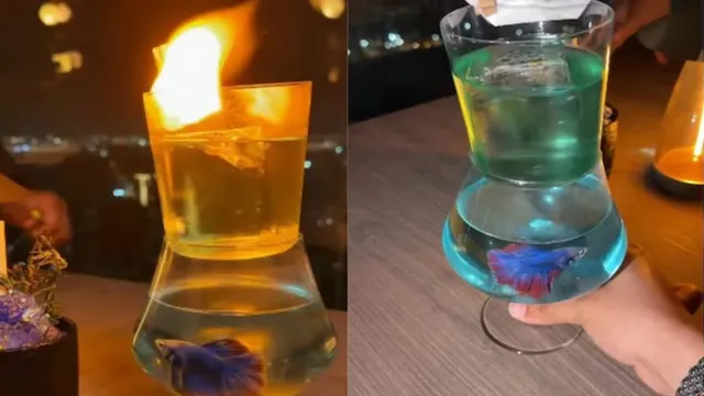 ਸੰਜੇ ਦੱਤ ਦੇ ਰੈਸਟੋਰੈਂਟ 'ਚ ਜ਼ਿੰਦਾ ਮੱਛੀ ਨਾਲ ਪਰੋਸੀ ਗਈ ਕਾਕਟੇਲ, ਵੀਡੀਓ ਵਾਇਰਲ ਹੋਣ 'ਤੇ ਮਚਿਆ ਬਵਾਲ