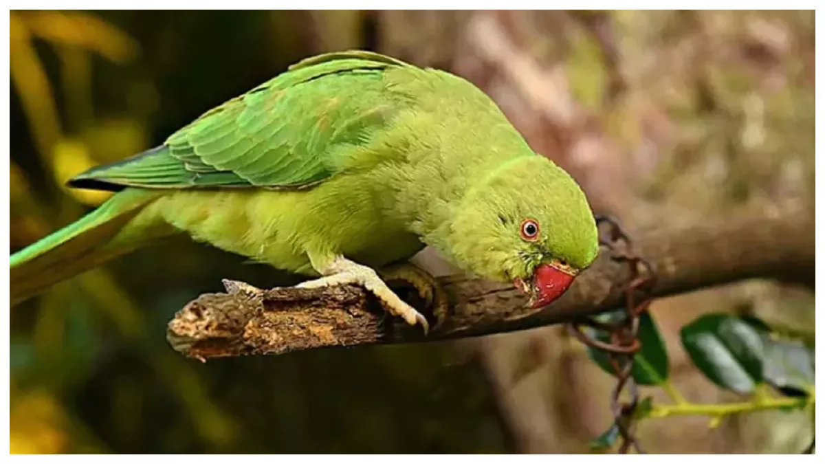 spiritual vastu shastra vastu tips for parrot rules for keeping parrot at home
