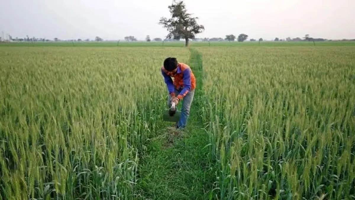 ਫ਼ਸਲ ਦਾ ਨੁਕਸਾਨ ਹੁੰਦਾ ਹੈ, ਤਾਂ ਮੁਆਵਜ਼ਾ ਪ੍ਰਾਪਤ ਕਰਨ ਲਈ 72 ਘੰਟਿਆਂ ਅੰਦਰ ਦਰਜ ਕਰੋ ਸ਼ਿਕਾਇਤ; ਨੋਟ ਕਰਲੋ ਟੋਲ-ਫ੍ਰੀ ਨੰਬਰ