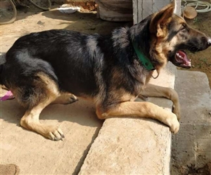 ਦਿੱਲੀ ’ਚ ਜੱਜ ਸਾਹਿਬ ਨੂੰ ਜਰਮਨ ਸ਼ੈਫਰਡ ਕੁੱਤੇ ਨੇ ਵੱਢਿਆ, ਔਰਤ ਖ਼ਿਲਾਫ਼ ਕੇਸ ਦਰਜ