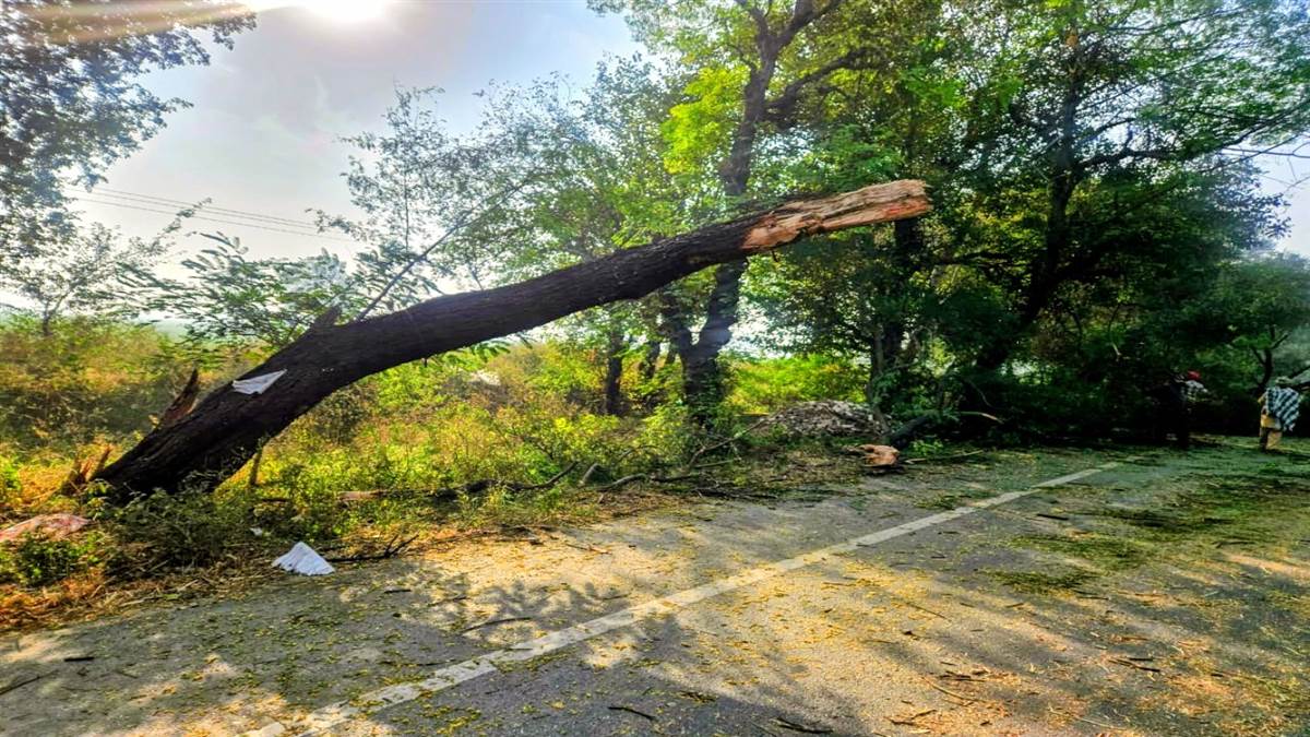 ਰਾਤ ਸਮੇਂ ਸੜਕ ’ਤੇ ਦਰੱਖ਼ਤ ਡਿੱਗਣ ਕਾਰਨ ਕਈ ਵਾਹਨ ਨੁਕਸਾਨੇ