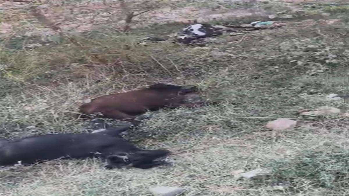 ਗਲੀ ’ਚ ਜਮਾਂ ਪਾਣੀ ਪੀਣ ਨਾਲ ਸ਼ੱਕੀ ਹਾਲਾਤ ’ਚ 18 ਬੱਕਰੀਆਂ ਤੇ ਭੇਡਾਂ ਦੀ ਮੌਤ