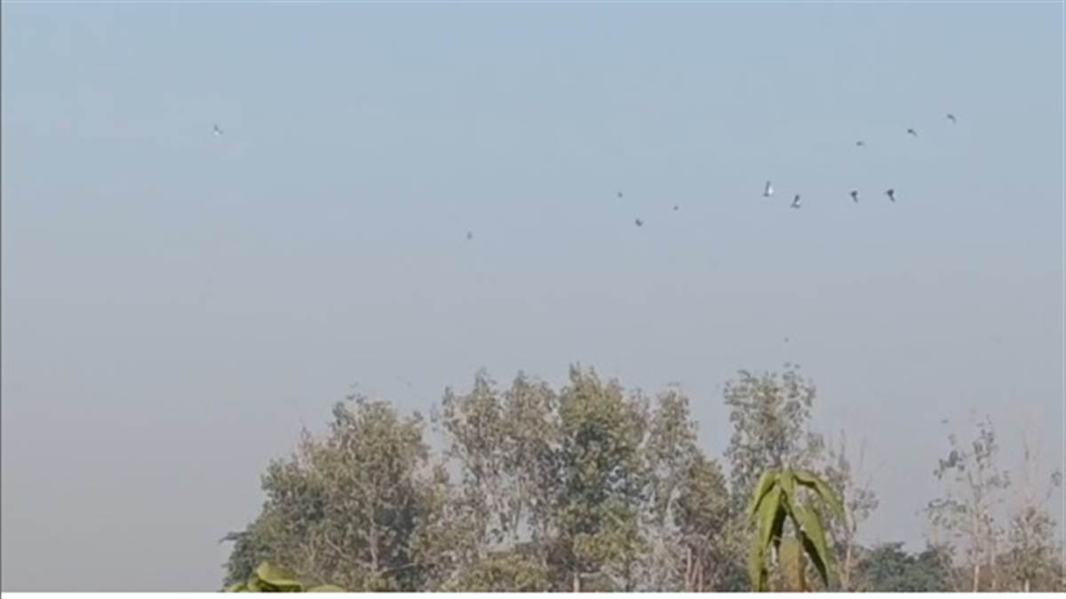 ਦਾਣਾ-ਪਾਣੀ ਦੀ ਭਾਲ 'ਚ ਕੇਸ਼ੋਪੁਰ ਛੰਬ ’ਚ ਪੁੱਜੇ ਢਾਈ ਹਜ਼ਾਰ ਵਿਦੇਸ਼ੀ ਪੰਛੀ, ਦਸੰਬਰ ਦੇ ਅੰਤ ਤੱਕ ਗਿਣਤੀ 20 ਹਜ਼ਾਰ ਤੱਕ ਪਹੁੰਚਣ ਦੀ ਉਮੀਦ