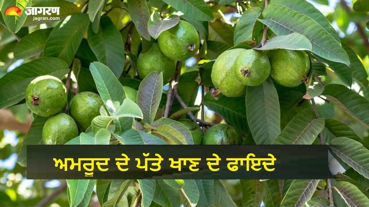 ਅਮਰੂਦ ਹੀ ਨਹੀਂ, ਇਸ ਦੀਆਂ ਪੱਤੀਆਂ ਵੀ ਹਨ ਸਿਹਤ ਦਾ ਖ਼ਜ਼ਾਨਾ; ਖ਼ਾਲੀ ਪੇਟ ਚਬਾਉਣ ਨਾਲ ਸਰੀਰ ’ਚ ਹੋਣਗੇ 7 ਬਦਲਾਅ