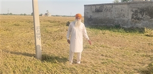 ਬਰਸਾਤ ਤੇ ਤੇਜ਼ ਹਵਾਵਾਂ ਨੇ ਡੇਗੀ ਪੱਕਣ ਕੰਢੇ ਪੁੱਜੀ ਕਣਕ, ਕਿਸਾਨ ਚਿੰਤਾ ’ਚ