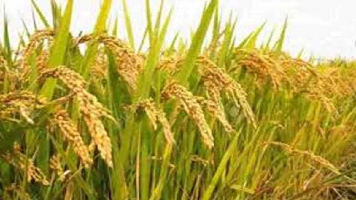 Rabi and Kharif Crops : ਹਾੜ੍ਹੀ ਤੇ ਸਾਉਣੀ ਦੀਆਂ ਫਸਲਾਂ 'ਚ ਕੀ ਹੈ ਅੰਤਰ, ਚੰਗੀ ਪੈਦਾਵਾਰ ਲਈ ਕੀ ਹੈ ਸਹੀ ਸਮਾਂ