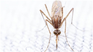 Dengue Treatment : ਡੇਂਗੂ ਬੁਖਾਰ ਹੋ ਗਿਆ ? ਇਸ ਲਈ ਇਨ੍ਹਾਂ ਆਯੁਰਵੈਦਿਕ ਉਪਚਾਰਾਂ ਨੂੰ ਤੁਰੰਤ ਅਜ਼ਮਾਓ