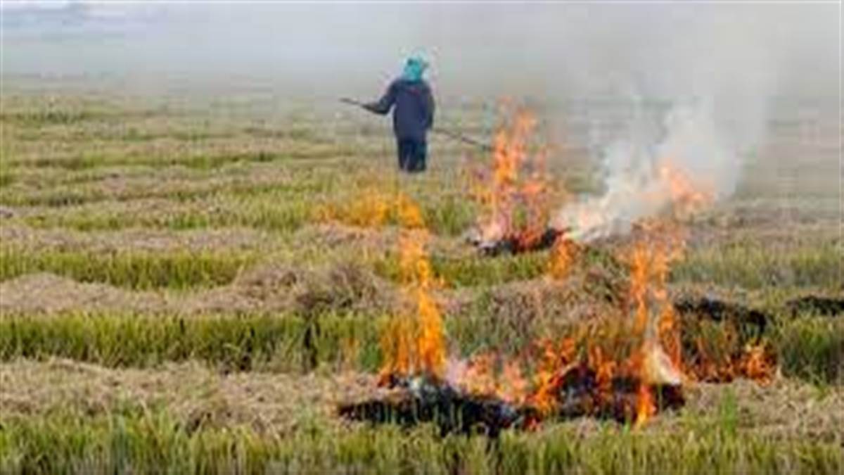 The cases of stubble burning have increased in Punjab the figures are so much higher than the previous years