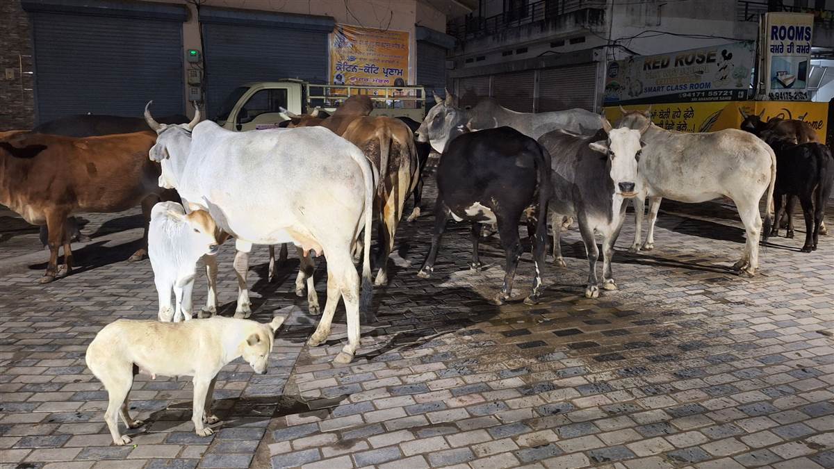 ਗੁਰੂ ਨਗਰੀ ’ਚ ਲਾਵਾਰਸ ਜਾਨਵਰਾਂ ਦਾ ਵਧਦਾ ਕਬਜਾ, ਲੋਕਾਂ ’ਚ ਦਹਿਸ਼ਤ