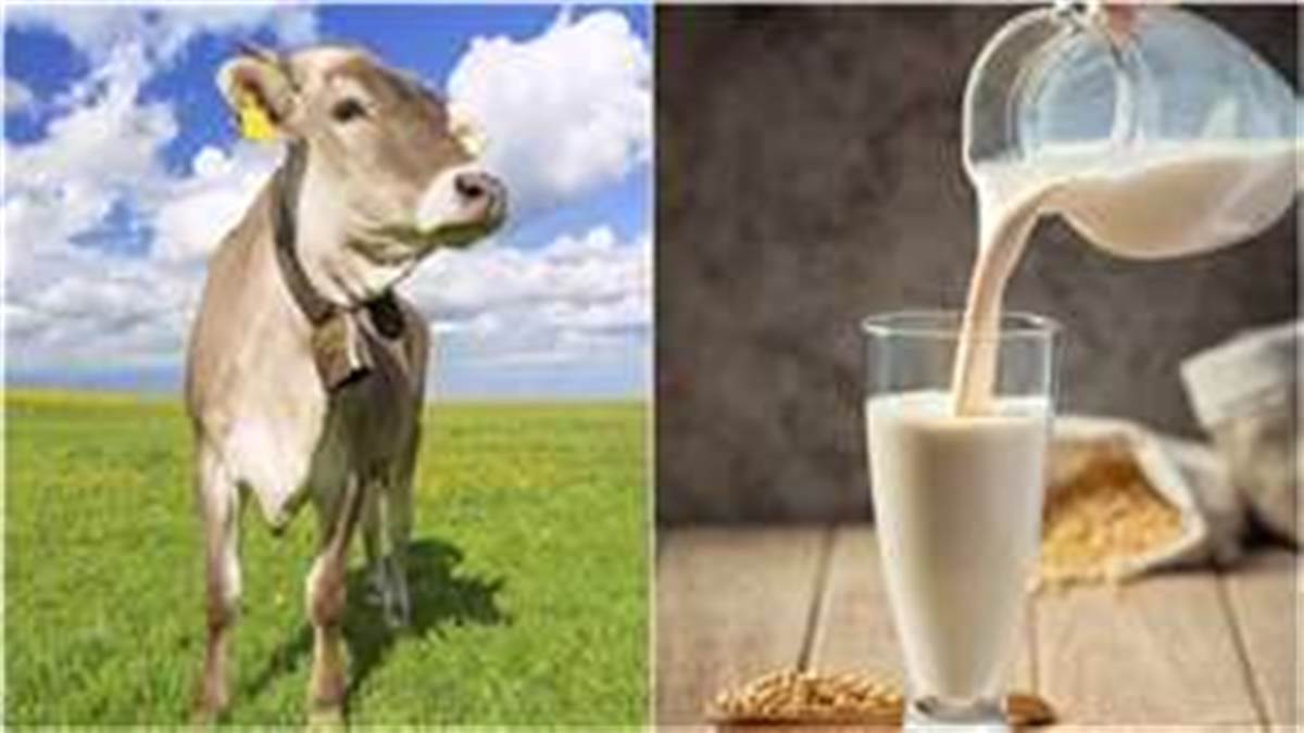 A2 Vs A1 Milk A2 A1 placement-test