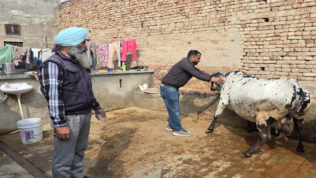 ਗਊਆਂ ਨੂੰ ਲੰਪੀ ਸਕਿਨ ਤੋਂ ਬਚਾਉਣ ਲਈ ਟੀਕਾਕਰਨ ਮੁਹਿੰਮ ਸ਼ੁਰੂ