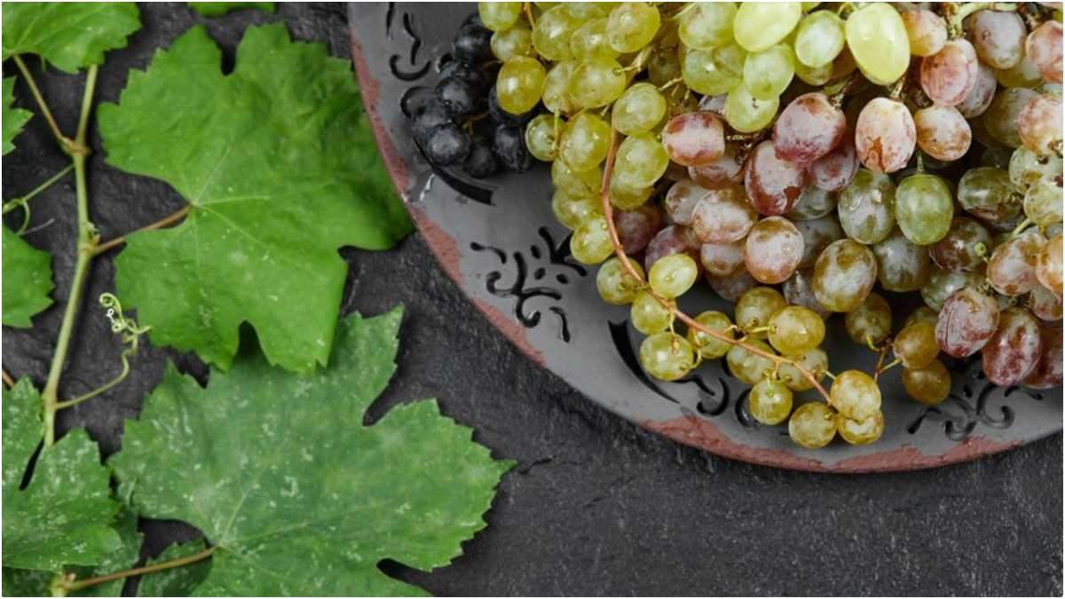 Grapes Leaves Benefits ਸਿਰਫ਼ ਅੰਗੂਰ ਹੀ ਨਹੀਂ, ਬਲਕਿ ਇਸ ਦੇ ਪੱਤੇ ਵੀ