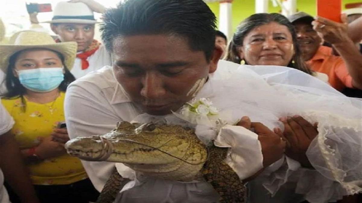 Trending News Mayor marries crocodile in Mexico watch video