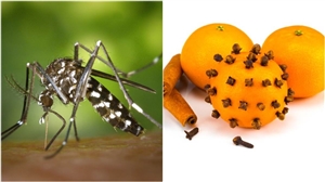 Mosquito Home Remedies: ਜੇਕਰ ਤੁਸੀਂ ਮੱਛਰਾਂ ਦੇ ਆਤੰਕ ਤੋਂ  ਹੋ ਪਰੇਸ਼ਾਨ ਤਾਂ ਅਜ਼ਮਾਓ ਇਹ 3 ਘਰੇਲੂ ਨੁਸਖੇ ਤੇ ਦੇਖੋ ਇਹਨਾਂ ਦਾ ਜਾਦੂ