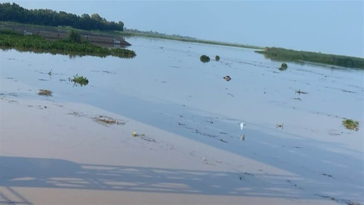 ਬਿਆਸ ਦਰਿਆ ’ਚ ਪਾਣੀ ਦਾ ਪੱਧਰ ਵਧਿਆ, ਸੈਂਕੜੇ ਏਕੜ ਝੋਨੇ ਦੀ ਫਸਲ ਡੁੱਬੀ; ਕਈ ਥਾਈਂ ਆਰਜ਼ੀ ਬੰਨ੍ਹ ਟੁੱਟੇ