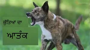 ਆਵਾਰਾ ਕੁੱਤਿਆਂ ’ਤੇ ਸੁਪਰੀਮ ਕੋਰਟ ਦੇ ਹੁਕਮ ਬੇਅਸਰ! ਦਿੱਲੀ ਹਾਈ ਕੋਰਟ ਸਖ਼ਤ, ਸਰਕਾਰ ਤੇ ਏਜੰਸੀਆਂ ਤੋਂ ਮੰਗੀ ਰਿਪੋਰਟ