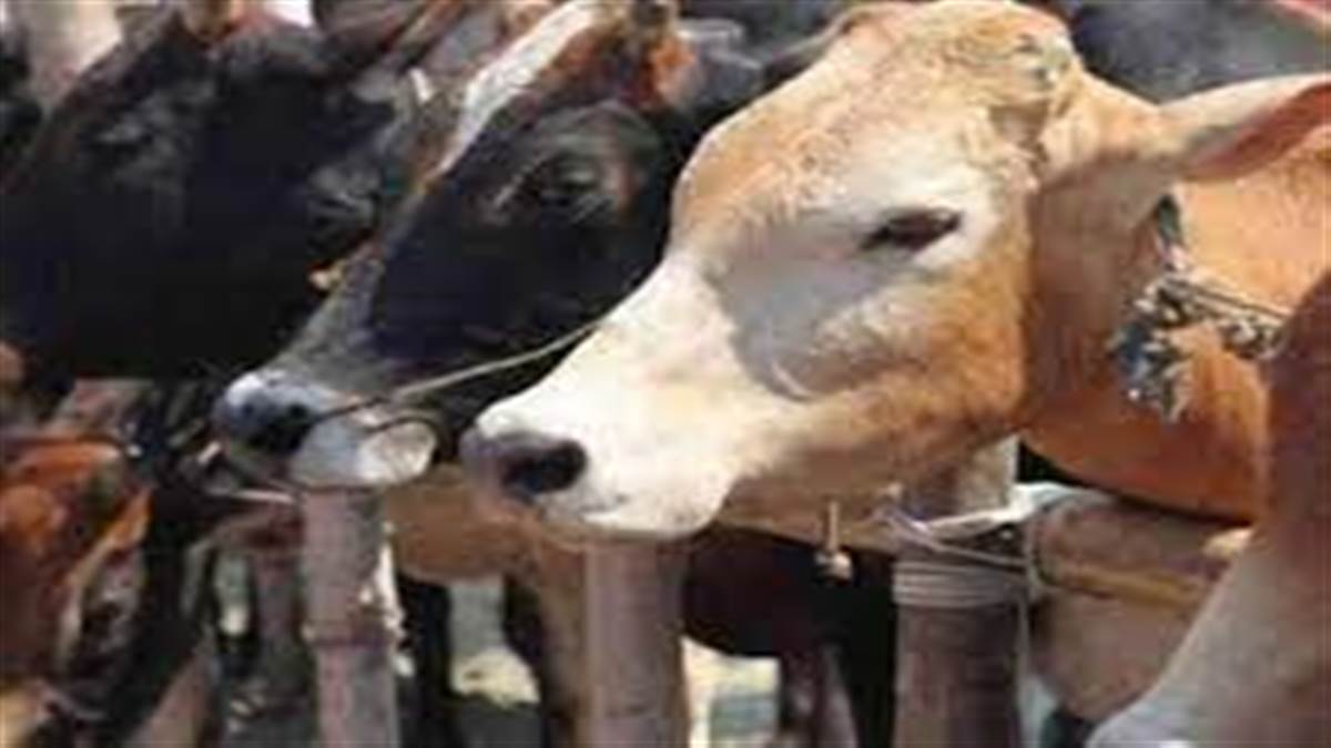 Three cows died under suspicious circumstances in Tajpur Road area of Ludhiana | ਤਾਜਪੁਰ ਰੋਡ ਇਲਾਕੇ 'ਚ ਤਿੰਨ ਗਊਆਂ ਦੀ ਸ਼ੱਕੀ ਹਾਲਾਤ 'ਚ ਮੌਤ, ਕੁਝ ਲੋਕਾਂ 'ਤੇ ਜ਼ਹਿਰ ਦੇ ਕੇ ਮਾਰਨ ਦੇ ਲਗਾਏ ਦੋਸ਼