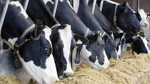 ਸੱਤ ਸਾਲ ਬਾਅਦ ਕੈਟਲ ਫੀਡ ਬਿੱਲ ਨੂੰ ਰਾਸ਼ਟਰਪਤੀ ਦੀ ਮਨਜ਼ੂਰੀ, ਹੁਣ ਬਗ਼ੈਰ ਰਜਿਸਟ੍ਰੇਸ਼ਨ ਨਹੀਂ ਲੱਗ ਸਕਣਗੇ ਯੂਨਿਟ