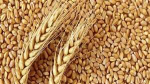 news national wheat price reduced by more than 10 percent in seven days