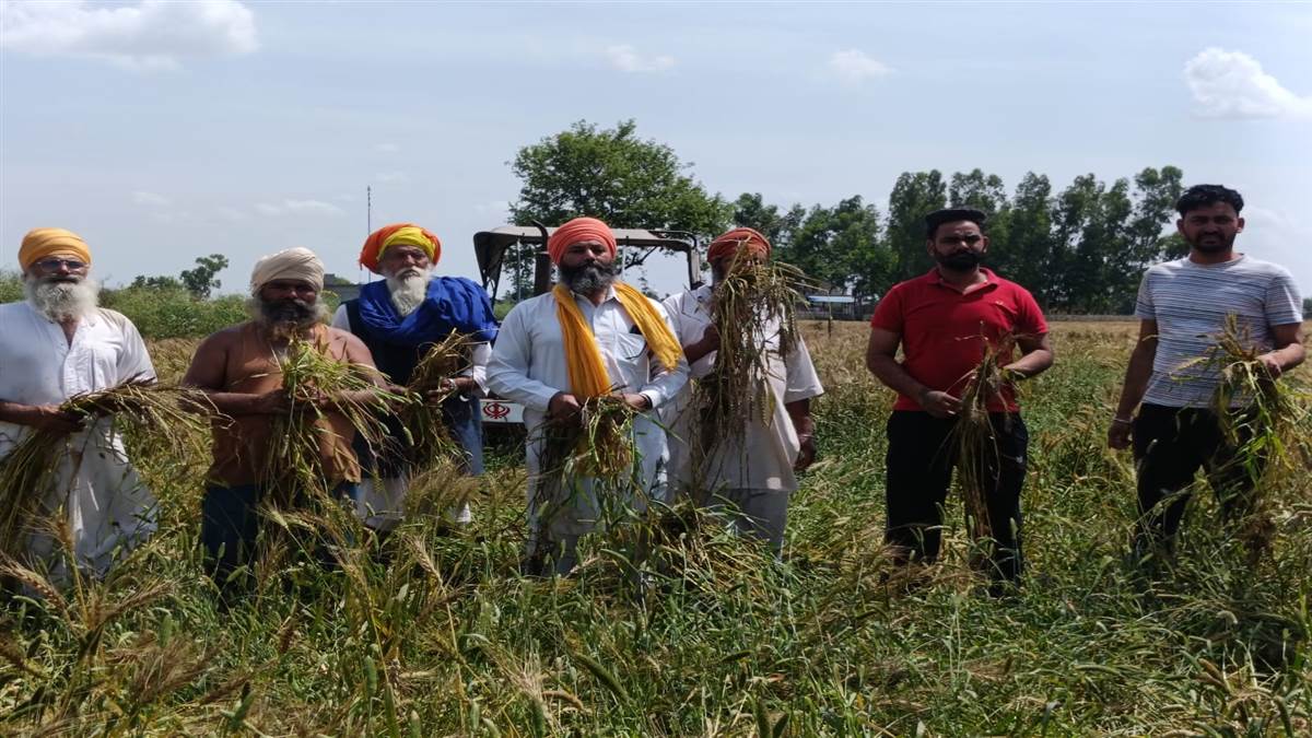 ਬੇਮੌਸਮੀ ਬਾਰਸ਼ ਨੇ ਕਿਸਾਨਾਂ ਦੀਆਂ ਚਿੰਤਾ ਵਧਾਈਆਂ
