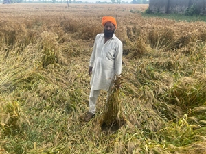 ਬਾਰਿਸ਼ ਕਾਰਨ ਕਣਕ ਕਾਸ਼ਤਕਾਰਾਂ ਦੇ ਚਿਹਰੇ ਮੁਰਝਾਏ