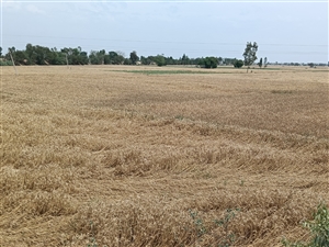 ਤਹਿਸੀਲ ਦੁੱਧਨਸਾਧਾਂ ਦੇ ਖੇਤਰ ’ਚ ਫਾਇਰ ਬ੍ਰਿਗੇਡ ਗੱਡੀ ਦਾ ਨਹੀਂ ਕੋਈ ਪ੍ਰਬੰਧ