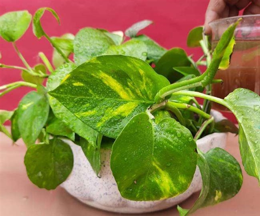 Vastu Tips  Take Money Plants Today These Special Measures Will Be Rich