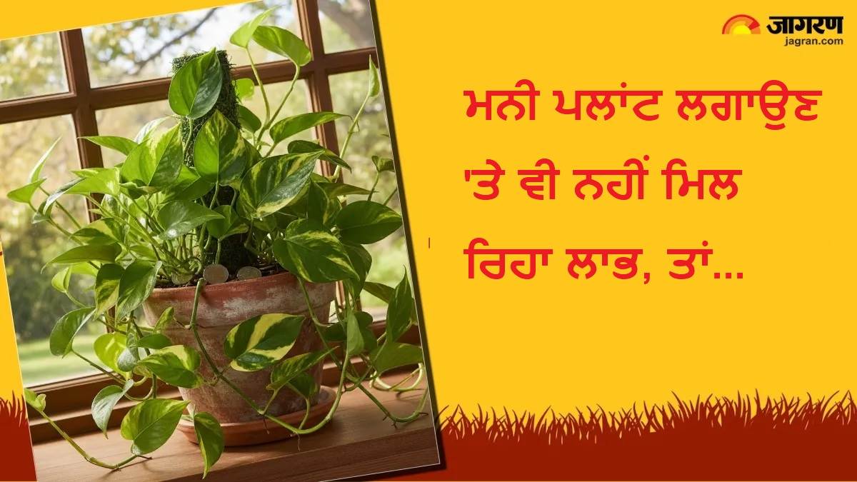 ਜੇ ਮਨੀ ਪਲਾਂਟ ਲਗਾਉਣ 'ਤੇ ਵੀ ਨਹੀਂ ਆ ਰਿਹੈ ਘਰ ਧਨ, ਤਾਂ ਇਸ ਪਿੱਛੇ ਹੋ ਸਕਦੀਆਂ ਹਨ ਤੁਹਾਡੀਆਂ ਇਹ ਗ਼ਲਤੀਆਂ; ਜਾਣੋ ਕਿਵੇਂ ਕਰਨੀਆਂ ਹਨ ਠੀਕ
