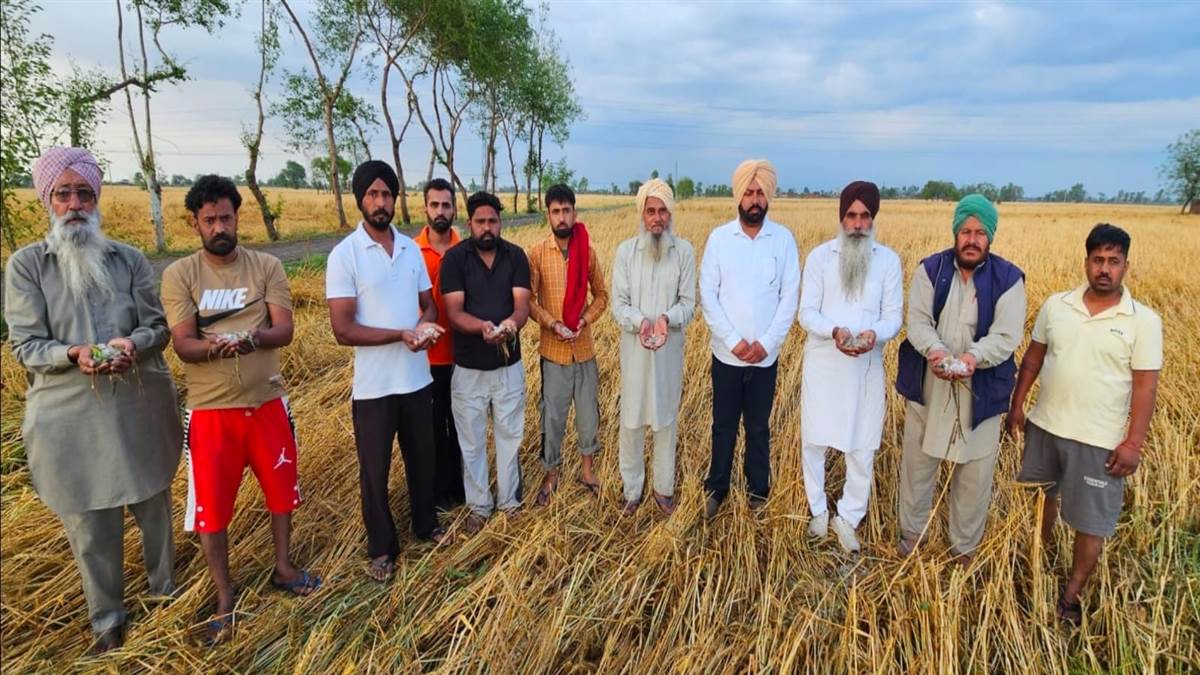 ਹੜ੍ਹ ਦੇ ਝੰਬੇ ਧਰਮਕੋਟ ਹਲਕੇ ਦੇ ਕਿਸਾਨਾਂ ’ਤੇ ਹੁਣ ਮੌਸਮ ਦਾ ਕਹਿਰ