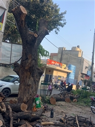 ਬਰਨਾਲਾ ਪ੍ਰਸ਼ਾਸਨ ਦੀ ਵੱਡੀ ਲਾਪਰਵਾਹੀ: ਪੁੱਡਾ ਮਾਰਕੀਟ 'ਚੋਂ 100 ਸਾਲ ਪੁਰਾਣਾ ਨਿੰਮ ਦਾ ਰੁੱਖ ਵੱਢਣ ਵਾਲਿਆਂ ਖ਼ਿਲਾਫ਼ 5 ਮਹੀਨਿਆਂ ਬਾਅਦ ਵੀ ਕੋਈ ਕਾਰਵਾਈ ਨਹੀਂ