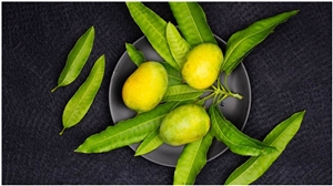 Mango Leaves Benefits : ਅੰਬ ਦੇ ਪੱਤੇ ਵੀ ਹੁੰਦੇ ਹਨ ਬਹੁਤ ਫਾਇਦੇਮੰਦ, ਵਰਤੋਂ ਨਾਲ ਇਹ ਰੋਗ ਹੁੰਦੇ ਹਨ ਠੀਕ
