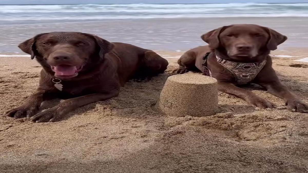 Viral Video When two dogs built a sand castle on the beach during a game