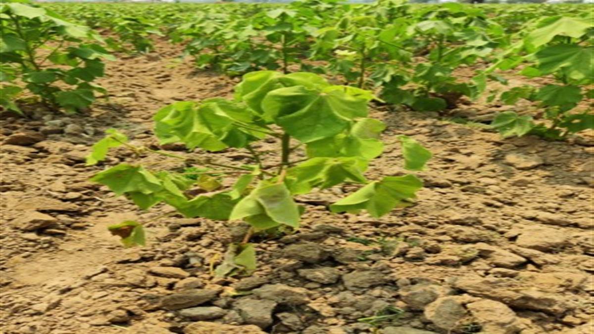 Farmers worried over diseases in cotton crop