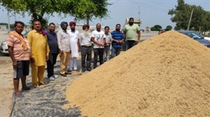 1509 Early arrival of Basmati crop in the market started