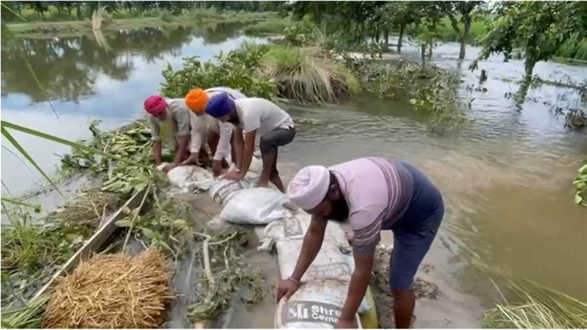 ਕਲਾਨੌਰ ਡਿਸਟਰੀਬਿਊਟਰੀ ਦੀ ਸਫਾਈ ਨਾ ਹੋਣ ਕਾਰਨ ਪਾਣੀ ਹੋ ਰਿਹੈ ਓਵਰਫਲੋ, ਥਾਂ-ਥਾਂ ਤੋਂ ਟੁੱਟ ਰਹੇ ਕਿਨਾਰੇ; ਪਿੰਡ ਦੇ ਲੋਕਾਂ ਨੇ ਸੰਭਾਲੀ ਕਮਾਂਡ