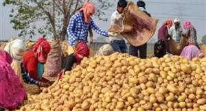 ਕਿਸਾਨਾਂ ਲਈ ਵੱਡੀ ਖੁਸ਼ਖਬਰੀ : ਆਲੂਆਂ ਦੇ ਭਾਅ ਡਿੱਗਣ ’ਤੇ ਸਰਕਾਰ ਭਰੇਗੀ ਨੁਕਸਾਨ, ਭਾੜੇ ’ਤੇ ਵੀ ਮਿਲੇਗੀ ਛੋਟ