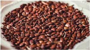 Flax Seeds: ਕੀ ਅਲਸੀ ਦੇੇ ਬੀਜ ਸੱਚਮੁੱਚ ਹਨ ਲਾਭਦਾਇਕ ? ਜਾਣੋ ਕਿਸ-ਕਿਸ ਨੂੰ ਹੋ ਸਕਦੈ ਨੁਕਸਾਨ