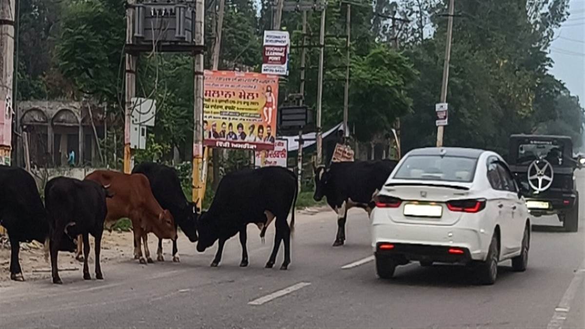 ਸੜਕਾਂ ’ਤੇ ਘੁੰਮਦੇ ਬੇਸਹਾਰਾ ਪਸ਼ੂਆਂ ਤੋਂ ਲੋਕ ਤੇ ਕਿਸਾਨ ਪਰੇਸ਼ਾਨ