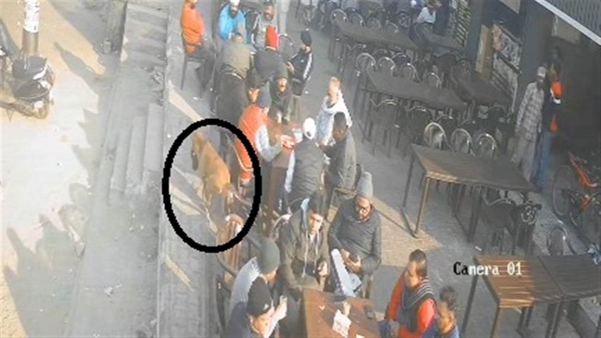 ਅੰਮ੍ਰਿਤਸਰ 'ਚ ਕੁੱਤਾ ਬਣਿਆ ਪਰਸ ਚੋਰ ! ਦੰਦਾਂ 'ਚ ਪਰਸ ਅੜਾ ਕੇ ਦੱਬੇ ਪੈਰੀਂ ਭੱਜਦਾ ਹੋਇਆ ਆਇਆ ਨਜ਼ਰ ; ਘਟਨਾ CCTV ਕੈਮਰਿਆਂ 'ਚ ਕੈਦ