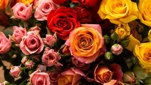 Happy Rose Day 2023: ਲਾਲ, ਪੀਲਾ ਜਾਂ ਗੁਲਾਬੀ… ਦੇਣ ਤੋਂ ਪਹਿਲਾਂ ਜਾਣ ਲਓ ਗੁਲਾਬ ਦੇ ਇਨ੍ਹਾਂ ਵੱਖ-ਵੱਖ ਰੰਗਾਂ ਦੇ ਅਰਥ