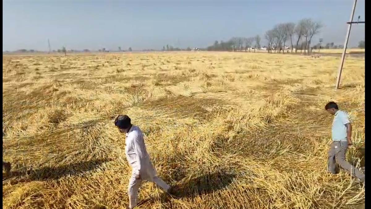 ਮੀਂਹ-ਹਨੇਰੀ ਨਾਲ ਫ਼ਸਲਾਂ ਦੇ ਨੁਕਸਾਨ ਦਾ ਕੇਂਦਰ ਨੇ ਲਿਆ ਨੋਟਿਸ, ਮੰਗੀ ਰਿਪੋਰਟ; ਪੰਜਾਬ ਸਮੇਤ ਇਨ੍ਹਾਂ ਸੂਬਿਆਂ 'ਚ ਕਣਕ ਦੀ ਖੜ੍ਹੀ ਫ਼ਸਲ ਸਭ ਤੋਂ ਵੱਧ ਪ੍ਰਭਾਵਿਤ