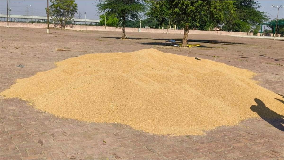 ਤਪਾ ਦੀਆਂ ਮੰਡੀਆਂ 'ਚ ਕਣਕ ਦੀ ਆਮਦ ਸ਼ੁਰੂ, ਆੜ੍ਹਤੀਆਂ ਦੀ ਹੜਤਾਲ ਕਾਰਨ ਖ਼ਰੀਦ ਨਹੀਂ