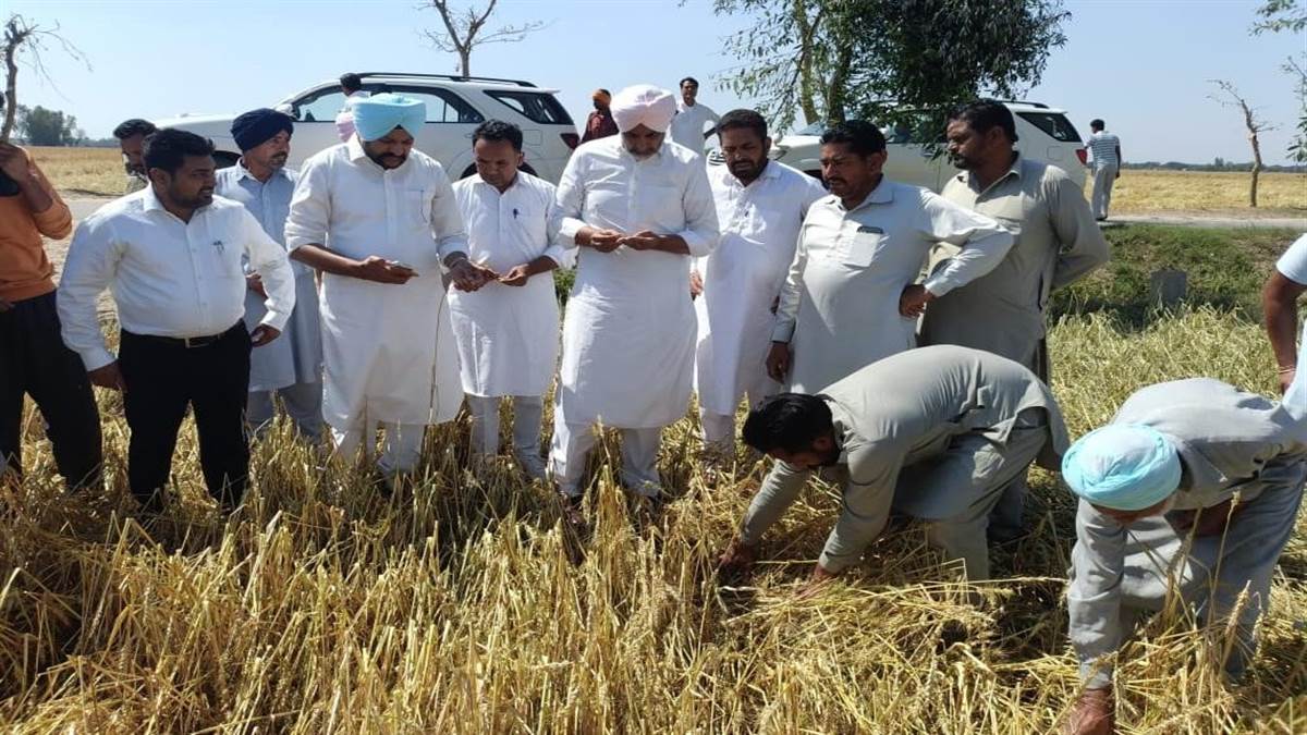 ਪਿੰਡ ਭਲਾਈਆਣਾ, ਕੋਟਲੀ ਅਬਲੂ ’ਚ ਗੜੇਮਾਰੀ ਨਾਲ ਫਸਲਾਂ ਦਾ ਭਾਰੀ ਨੁਕਸਾਨ