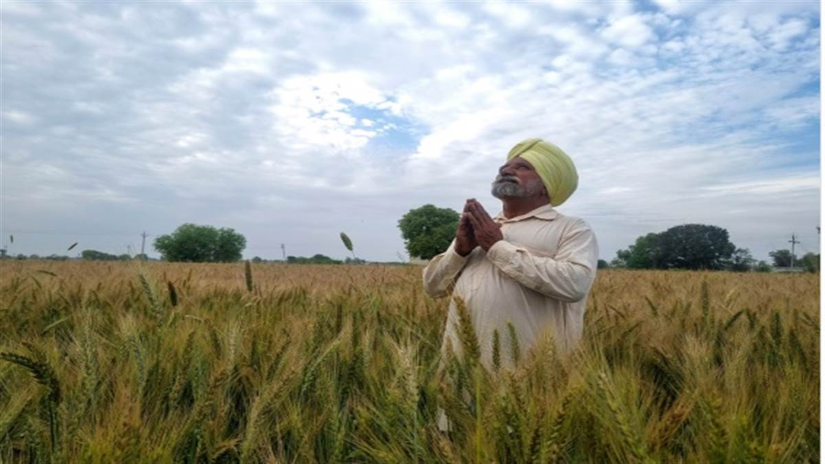 ਕੁਦਰਤ ਦਾ ਕਹਿਰ, ਗੜਿਆਂ ਨਾਲ ਸੋਨਾ ਹੋਇਆ ਮਿੱਟੀ, ਟੁੱਟੇ ਕਿਸਾਨਾਂ ਦੇ ਅਰਮਾਨ; ਸਰਕਾਰ ਵੱਲੋਂ ਗਿਰਦਾਵਰੀ ਦੇ ਹੁਕਮ ਜਾਰੀ