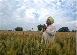 ਕੁਦਰਤ ਦਾ ਕਹਿਰ, ਗੜਿਆਂ ਨਾਲ ਸੋਨਾ ਹੋਇਆ ਮਿੱਟੀ, ਟੁੱਟੇ ਕਿਸਾਨਾਂ ਦੇ ਅਰਮਾਨ;  ਸਰਕਾਰ ਵੱਲੋਂ ਗਿਰਦਾਵਰੀ ਦੇ ਹੁਕਮ ਜਾਰੀ