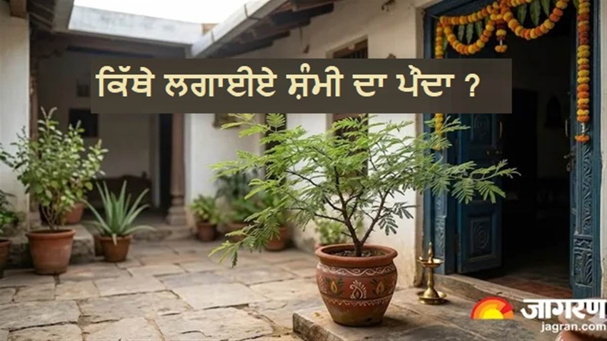 ਸ਼ਨੀਦੇਵ ਪਲ ਭਰ ਵਿਚ ਹੋਣਗੇ ਮਿਹਰਬਾਨ ! ਘਰ ਦੀ ਇਸ ਦਿਸ਼ਾ ਵਿਚ ਲਗਾਓ ਸ਼ਮੀ ਦਾ ਪੌਦਾ, ਪੜ੍ਹੋ ਵਾਸਤੂ ਟਿਪਸ