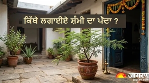 ਸ਼ਨੀਦੇਵ ਪਲ ਭਰ ਵਿਚ ਹੋਣਗੇ ਮਿਹਰਬਾਨ ! ਘਰ ਦੀ ਇਸ ਦਿਸ਼ਾ ਵਿਚ ਲਗਾਓ ਸ਼ਮੀ ਦਾ ਪੌਦਾ, ਪੜ੍ਹੋ ਵਾਸਤੂ ਟਿਪਸ