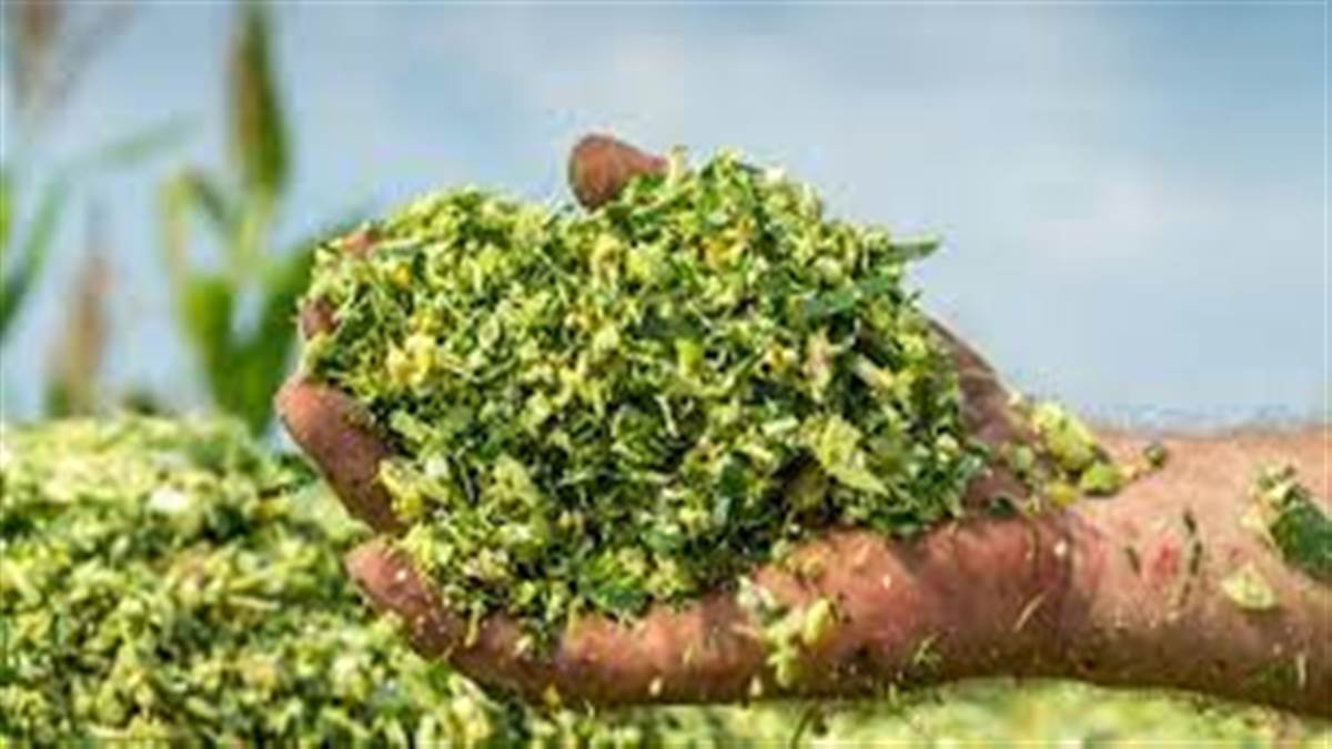 ਪੰਜਾਬ ਦੀ ਆਰਥਿਕਤਾ ‘ਚ ਵੱਡੀ ਭੂਮਿਕਾ ਨਿਭਾ ਸਕਦੈ ਸਾਈਲੇਜ,ਜਾਣੋ ਕੀ ਸਾਈਲੇਜ,1977 ’ਚ ਕਿਵੇਂ ਆਈ ਸੀ ਇਹ ਤਕਨੀਕ